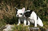 BOULEDOGUE FRANCAIS 1186